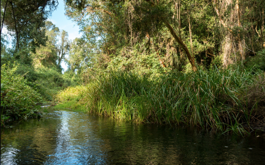 Linda Parcela en la Reserva de Frutillar – Lote 157